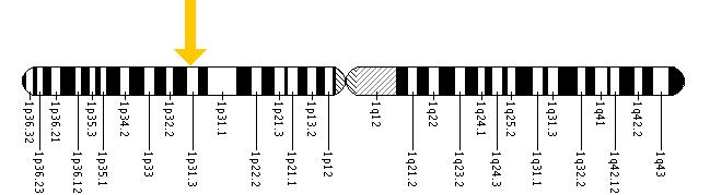 The IL23R gene is located on the short (p) arm of chromosome 1 at position 31.3.