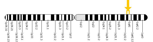 The IRF6 gene is located on the long (q) arm of chromosome 1 between positions 32.3 and 41.