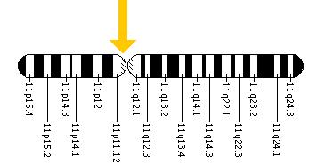 The F2 gene is located on the short (p) arm of chromosome 11 at position 11.