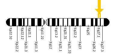 The F9 gene is located on the long (q) arm of the X chromosome between positions 27.1 and 27.2.