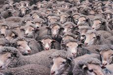 Fotografía de un rebaño de ovejas