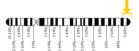 The FGFR4 gene is located on the long (q) arm of chromosome 5 between position 35.1 and the end (terminus) of the arm.