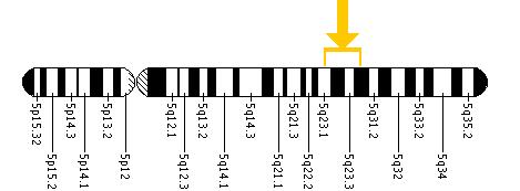 The FBN2 gene is located on the long (q) arm of chromosome 5 between positions 23 and 31.
