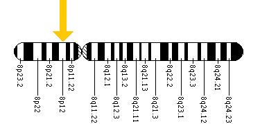 The FGFR1 gene is located on the short (p) arm of chromosome 8 at position 12.
