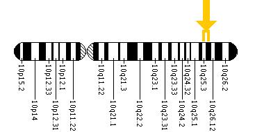 The FGFR2 gene is located on the long (q) arm of chromosome 10 between positions 25.3 and 26.
