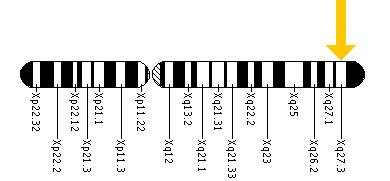 The FMR1 gene is located on the long (q) arm of the X chromosome at position 27.3.