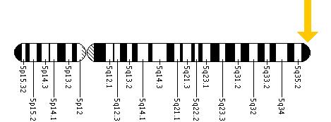 The FLT4 gene is located on the long (q) arm of chromosome 5 at position 35.3.