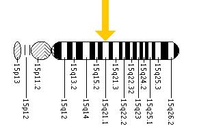 The FBN1 gene is located on the long (q) arm of chromosome 15 at position 21.1.