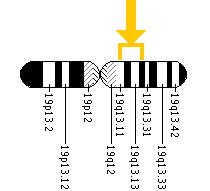 The PRX gene is located on the long (q) arm of chromosome 19 between positions 13.1 and 13.2.
