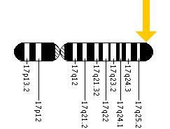 The SLC25A19 gene is located on the long (q) arm of chromosome 17 at position 25.3.