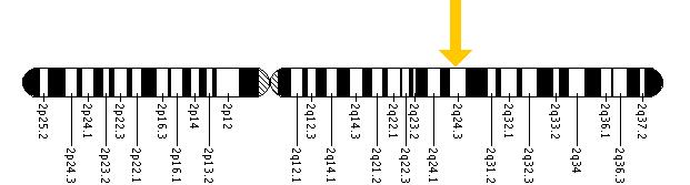 The SCN1A gene is located on the long (q) arm of chromosome 2 at position 24.3.