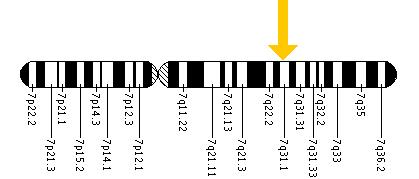 The SLC26A4 gene is located on the long (q) arm of chromosome 7 at position 31.