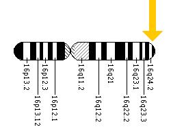 The SPG7 gene is located on the long (q) arm of chromosome 16 at position 24.3.