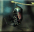 Photo: a butterfly emerging from a chrysalis.