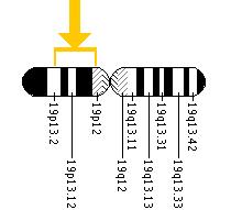 The SLC5A5 gene is located on the short (p) arm of chromosome 19 between positions 13.2 and 12.