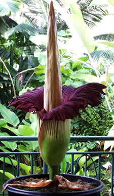 photograph of Titan arum