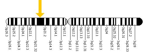 The SLC25A20 gene is located on the short (p) arm of chromosome 3 at position 21.31.