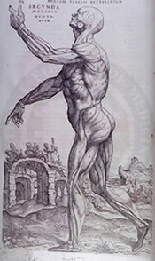 Drawing of a male figure's muscles.