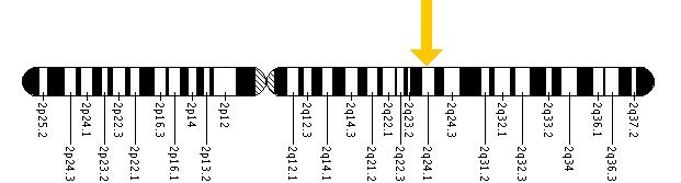 The SCN9A gene is located on the long (q) arm of chromosome 2 at position 24.