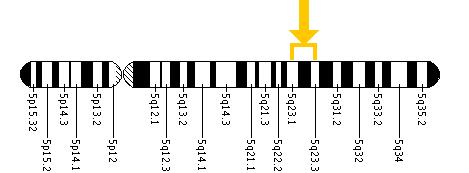 The SNCAIP gene is located on the long (q) arm of chromosome 5 between positions 23.1 and 23.3.