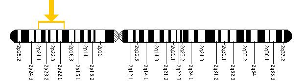 The SPAST gene is located on the short (p) arm of chromosome 2 between positions 24 and 21.