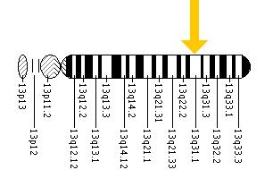 The SLITRK1 gene is located on the long (q) arm of chromosome 13 at position 31.1.