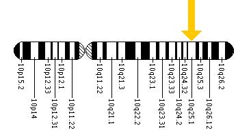 The SMC3 gene is located on the long (q) arm of chromosome 10 at position 25.