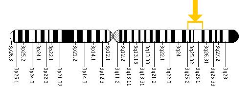 The SI gene is located on the long (q) arm of chromosome 3 between positions 25.2 and 26.2.