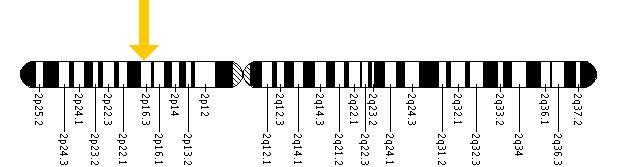 The SLC3A1 gene is located on the short (p) arm of chromosome 2 at position 16.3.