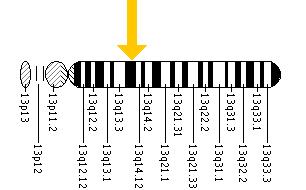 The SLC25A15 gene is located on the long (q) arm of chromosome 13 at position 14.