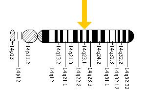 The SIX1 gene is located on the long (q) arm of chromosome 14 at position 23.1.