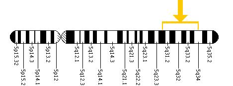The SLC26A2 gene is located on the long (q) arm of chromosome 5 between positions 31 and 34.