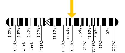The SLC25A13 gene is located on the long (q) arm of chromosome 7 at position 21.3.