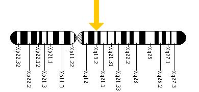 The SLC16A2 gene is located on the long (q) arm of the X chromosome at position 13.2.