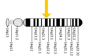 The SPG3A gene is located on the long (q) arm of chromosome 14 at position 22.1.