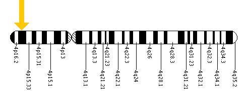 The EVC gene is located on the short (p) arm of chromosome 4 at position 16.