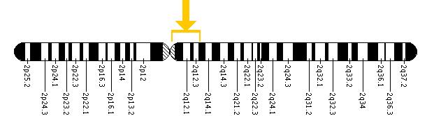 The EDAR gene is located on the long (q) arm of chromosome 2 between positions 11 and 13.
