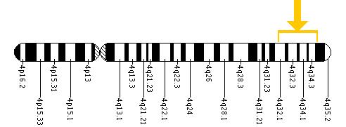 The ETFDH gene is located on the long (q) arm of chromosome 4 between positions 32 and 35.