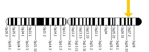 The EIF2B5 gene is located on the long (q) arm of chromosome 3 at position 27.1.