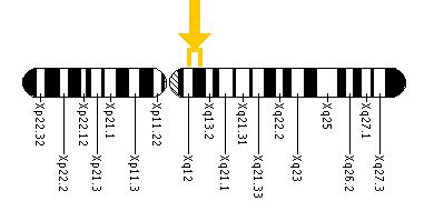 The EDA gene is located on the long (q) arm of the X chromosome between positions 12 and 13.1.