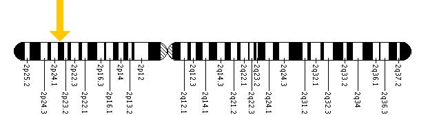 The EIF2B4 gene is located on the short (p) arm of chromosome 2 at position 23.3.