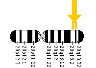 The EDN3 gene is located on the long (q) arm of chromosome 20 between positions 13.2 and 13.3.