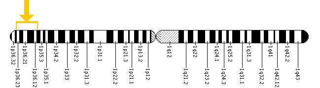 The ESPN gene is located on the short (p) arm of chromosome 1 between positions 36.31 and 36.11.