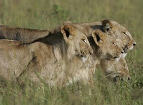 Date: 05/21/2008 Location: Kenya Description: A pride of lionesses walk the plains in the Masai Mara game reserve in Kenya.  © AP Photo