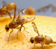 Mexican fruit fly - Invasive.org