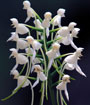 White Fringeless Orchid