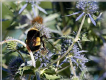 Yellow banded bumble bee, Bombus terricola Photo by Jodi DeLong, The Xerces Society