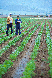 men in field of sugarbeets