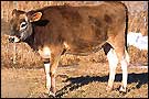 Annie, born March 3, 2000, is a clone of a pure-bred Jersey calf