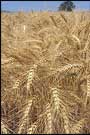 A field of winter wheat